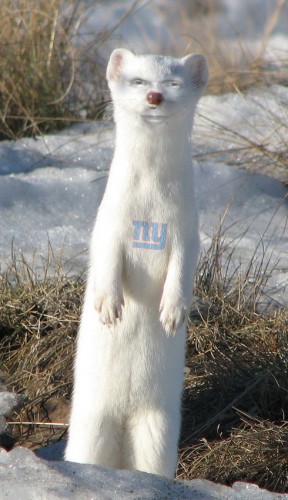 The Mara Weasel
